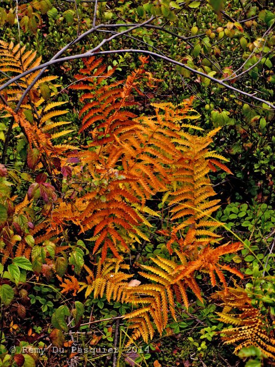 Ferns color show